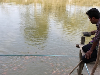 Pisciculture finance par un prt de HKL microfinance